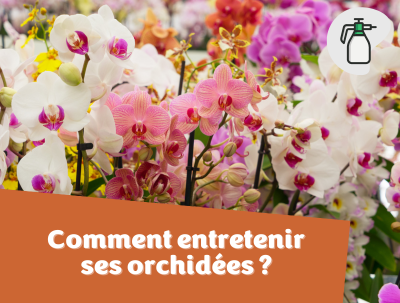 Conseils entretien orchidées