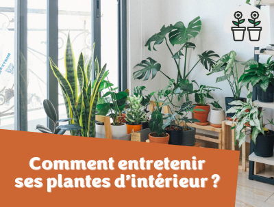 Conseils - Comment entretenir ses plantes d'intérieur ?