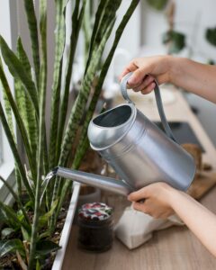 Arrosage plante intérieur