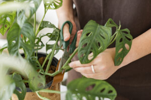 Personne qui coupe avec une paire de ciseaux une plante d'intérieur