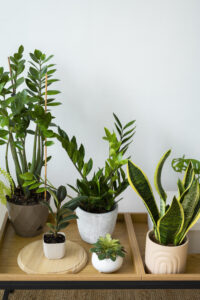 Plantes d'intérieur