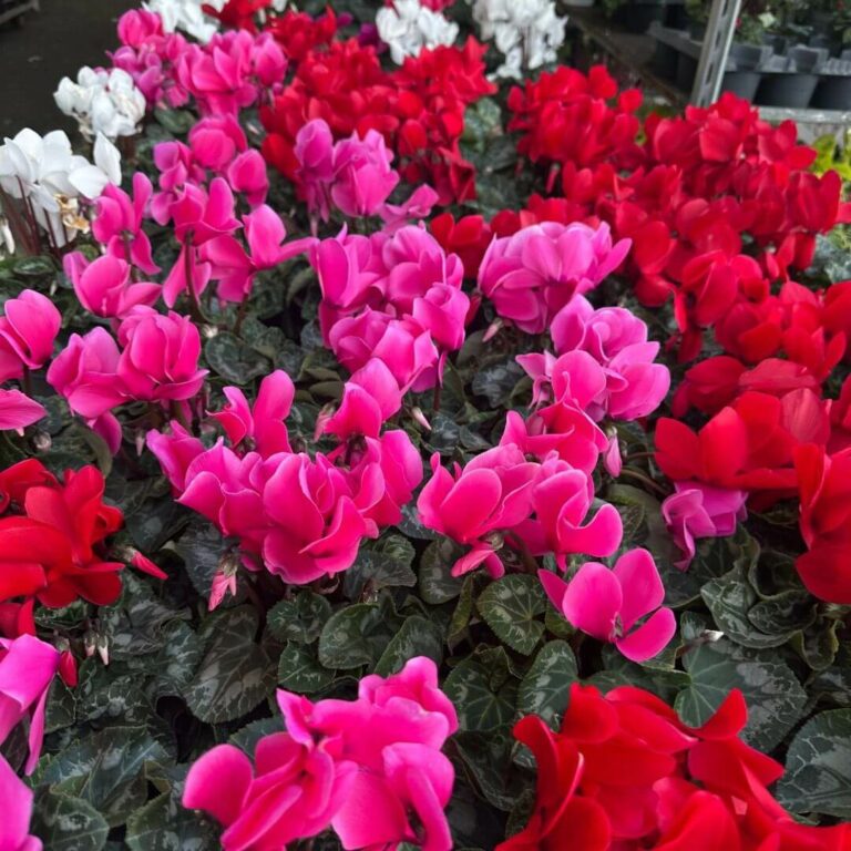 Cyclamen
