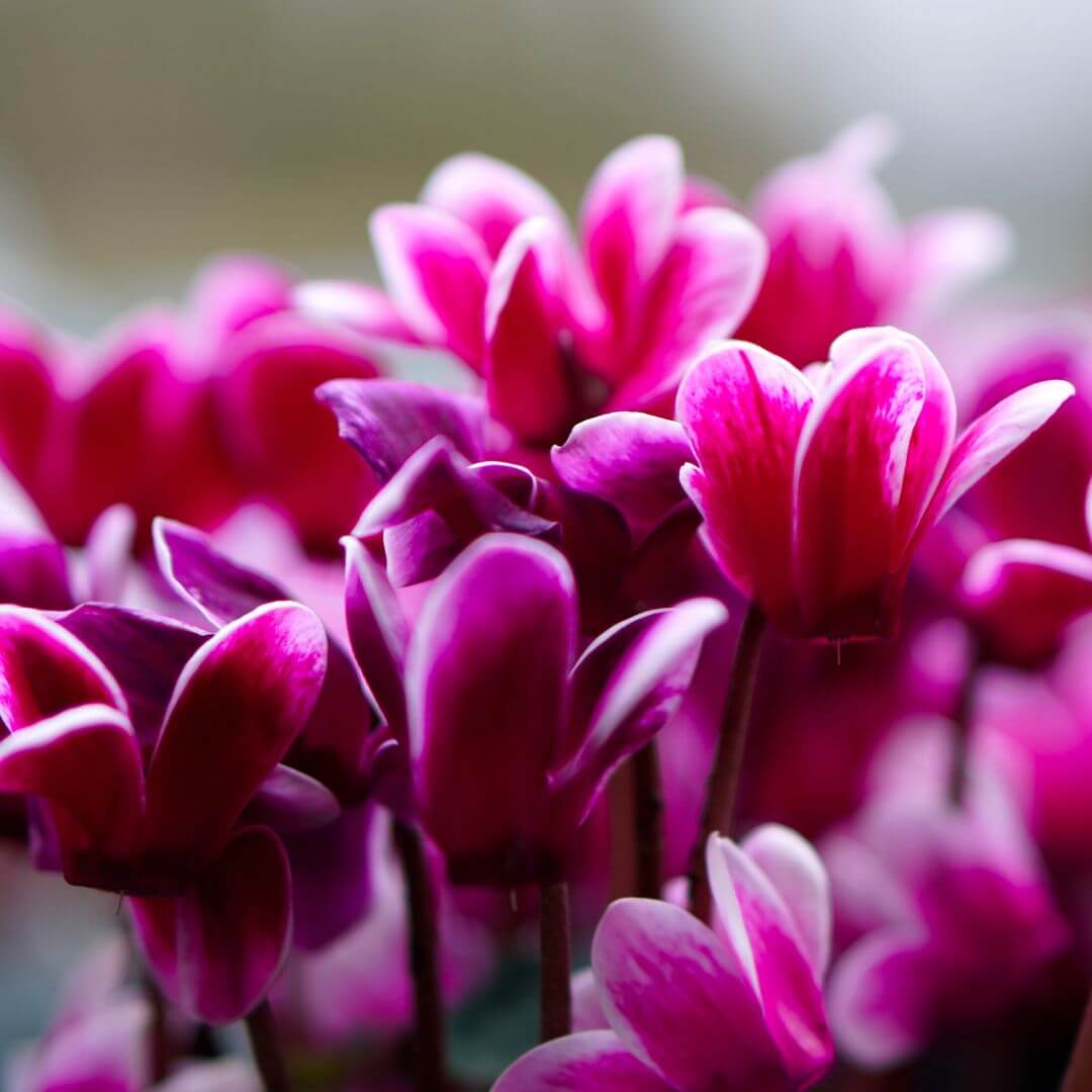 Cyclamen – Image 2