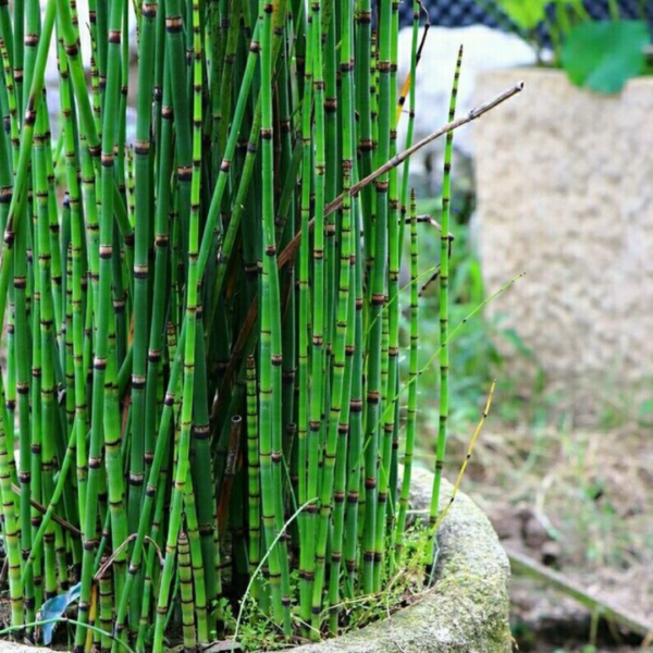 Equisetum 3L