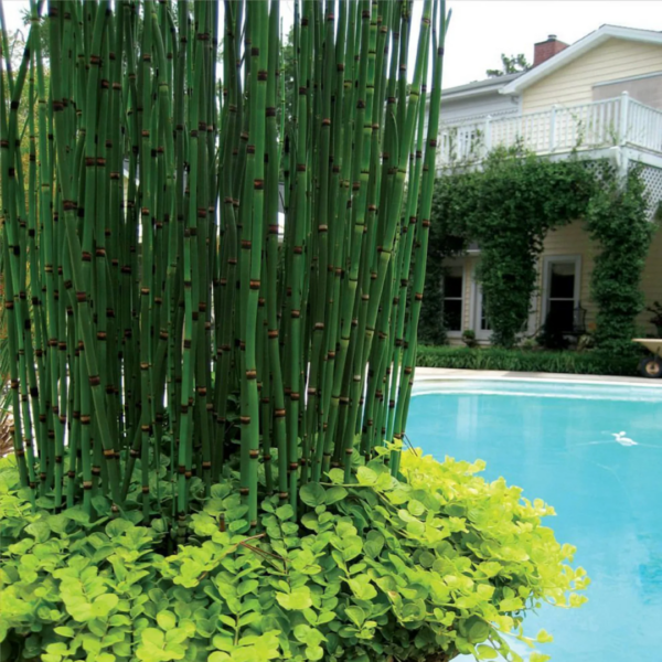Equisetum 3L – Image 2
