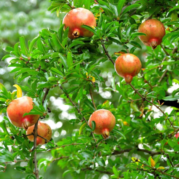 Grenadier (Punica granatum) 3L & 12L
