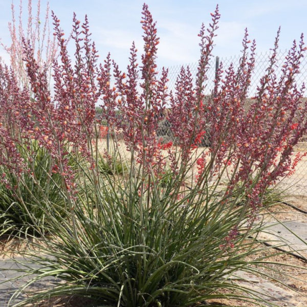 Hesperaloe Parviflora 3L