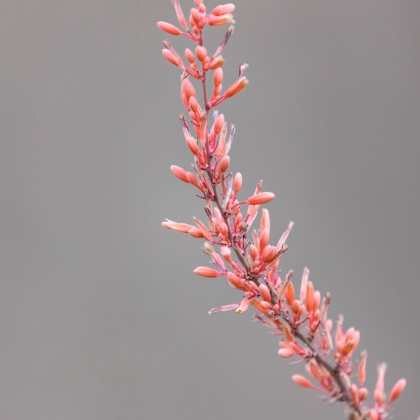 Hesperaloe Parviflora 3L – Image 2