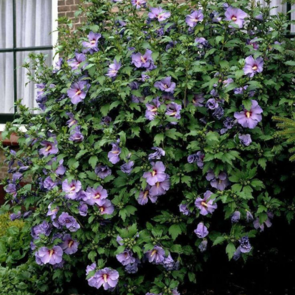 Hibiscus Syriacus 3L & 5L