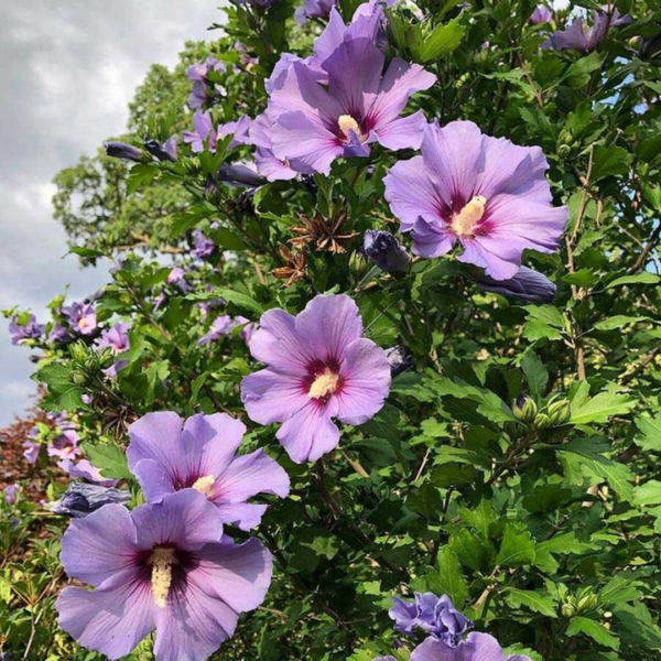 Hibiscus Syriacus 3L & 5L – Image 2