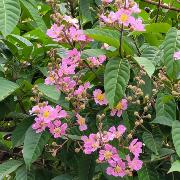 Lagerstroemia 5L, 7.5L (tige) & 10L