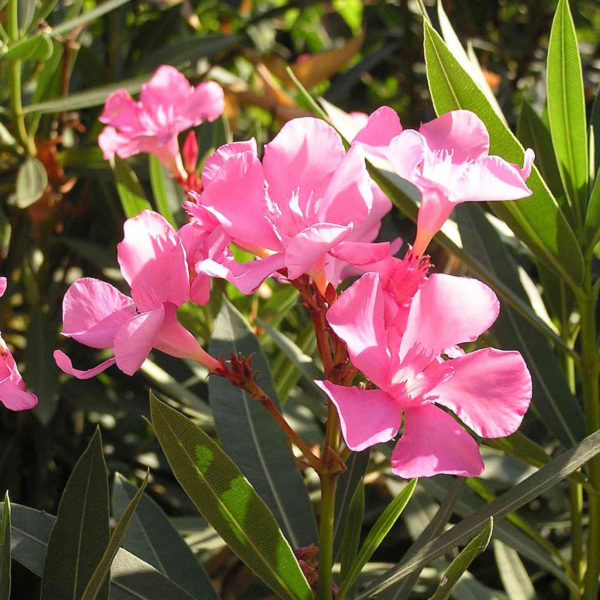 Laurier-Rose (Nerium Oleander)