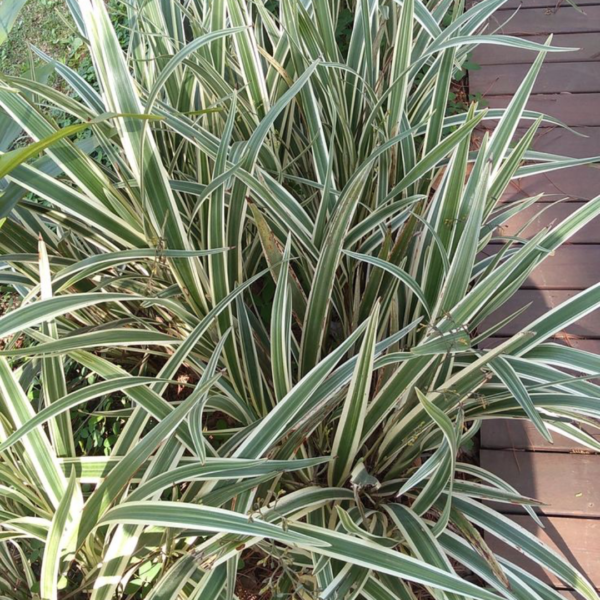 Phormium 10L
