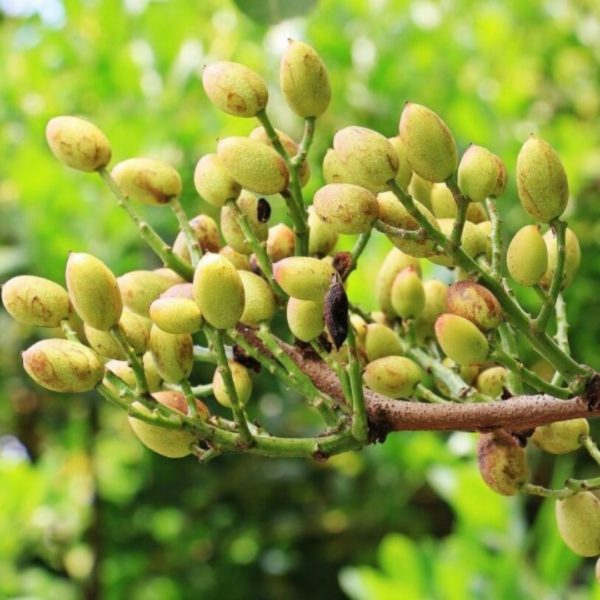 Pistachier 12L