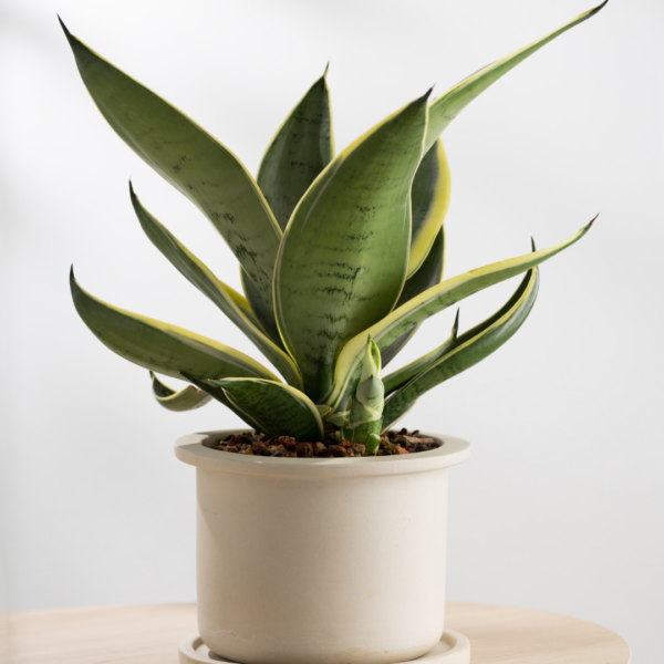 Sansevieria