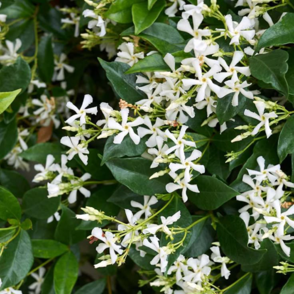 Trachelospermum Jasminoides