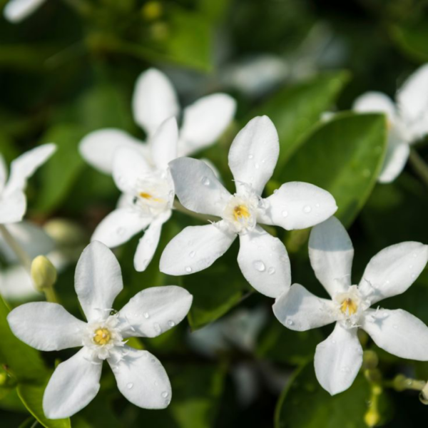 Trachelospermum Jasminoides – Image 2