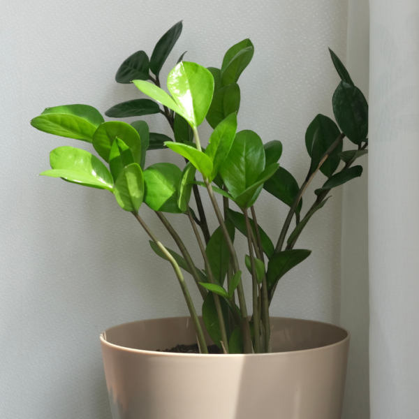 Zamioculcas