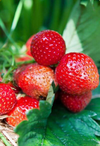 Plants de fraises -barquette de 6