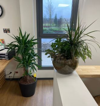 Magic Jardin Prestation - Végétalisation de locaux