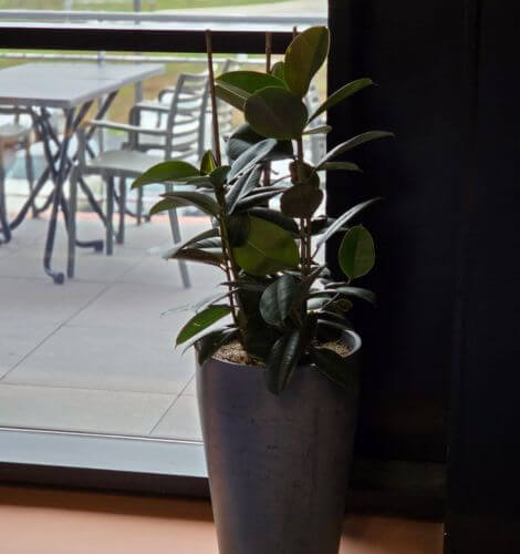 Magic Jardin Prestation - Végétalisation de locaux