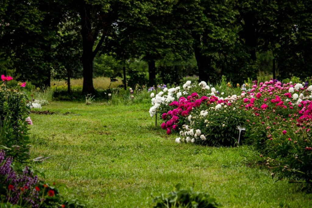 Lush flower garden showcasing beautiful pink and white blossoms amidst green foliage.
